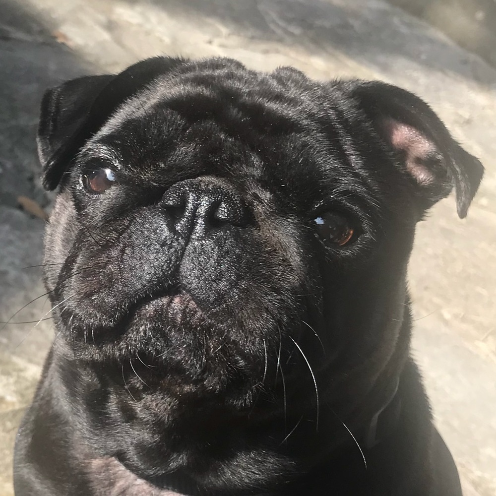 Meet your Posher, Allie